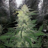 Auto Strawbz Remaster
